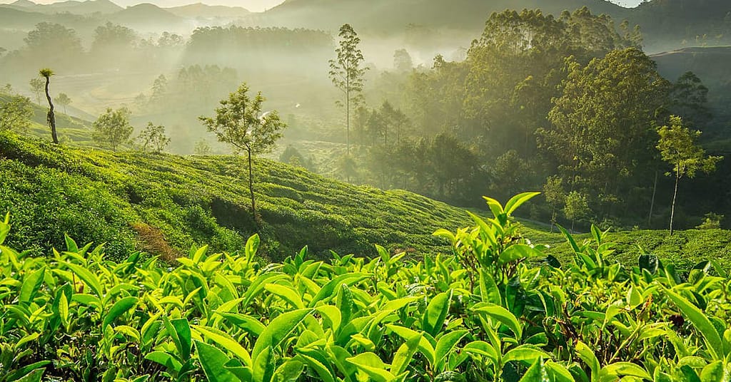 harley-humidikool-tea-industry-humidification