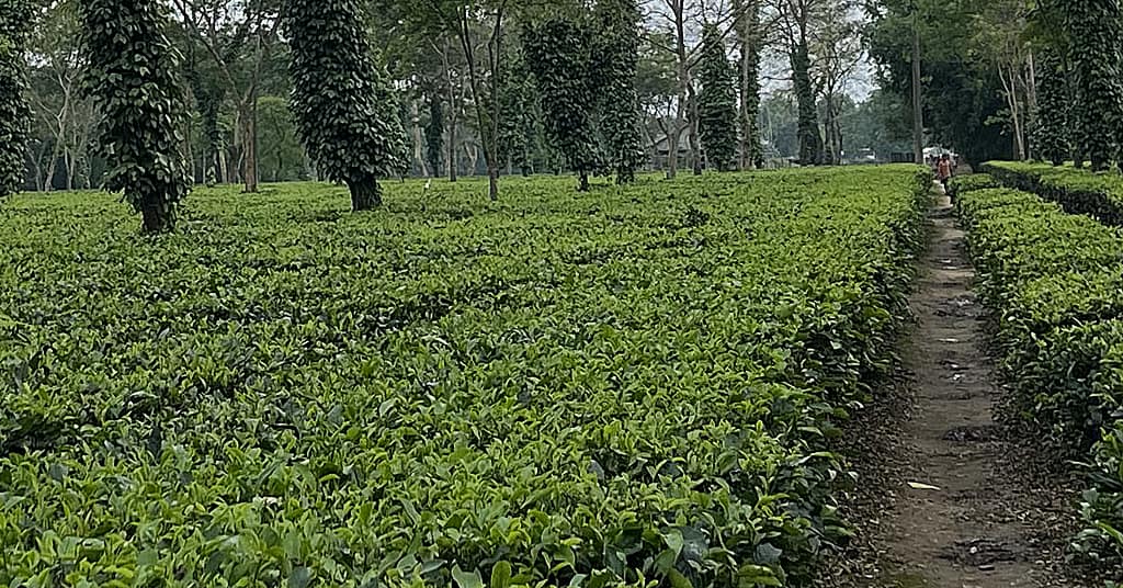 harley humidikool humidification tea industry